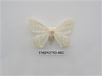 藏品(尺蛾321)的圖片